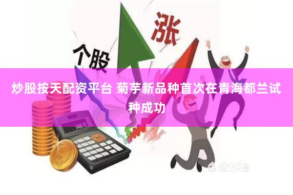 炒股按天配资平台 菊芋新品种首次在青海都兰试种成功